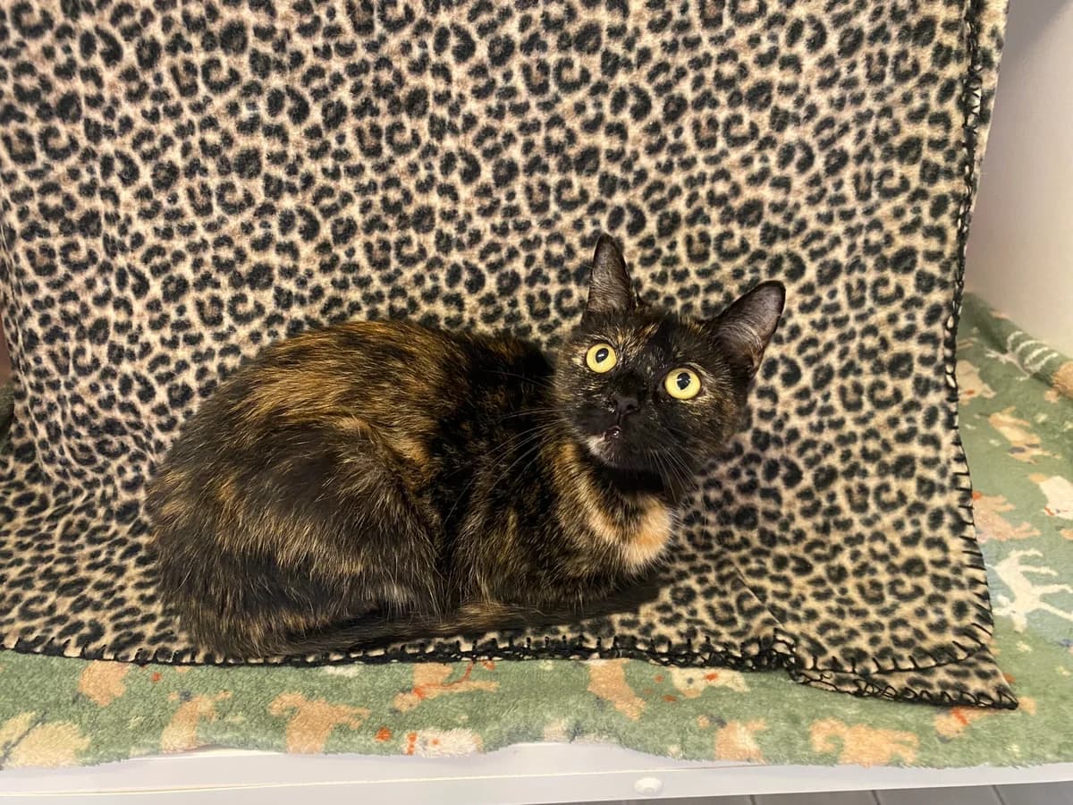 Fifa, female young Mixed Breed Cat for adoption at Bristol Animal Rescue Centre, Bristol