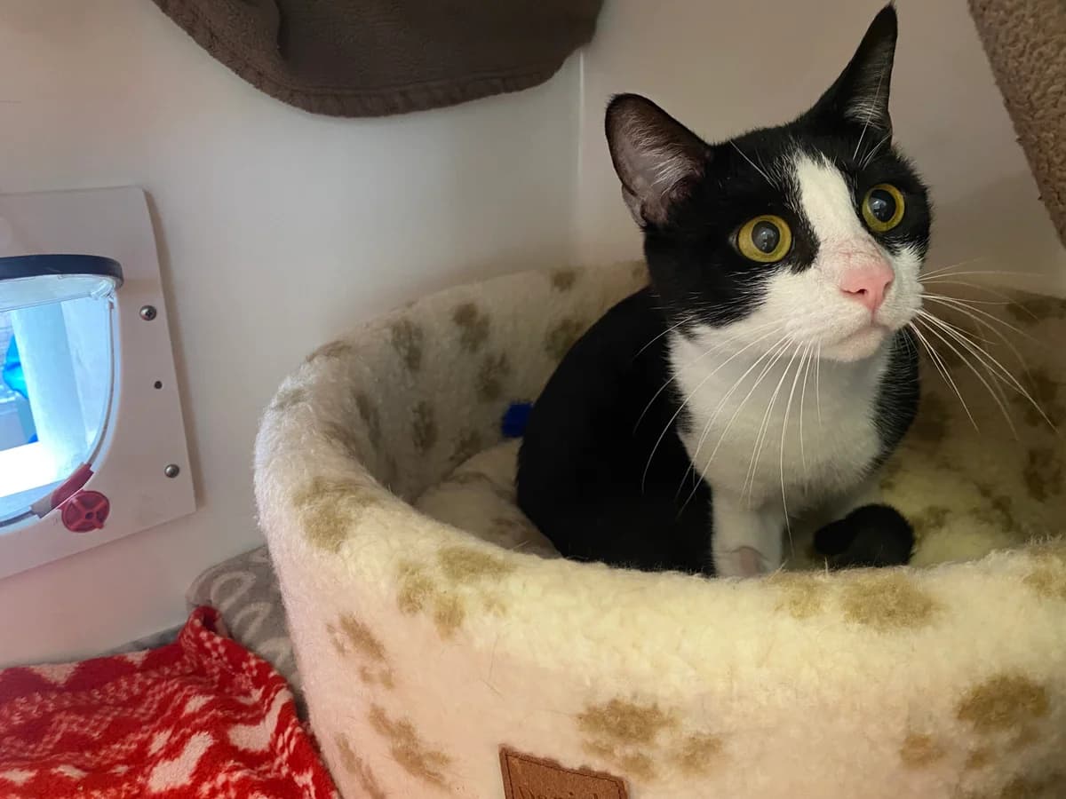 Frank, male young Mixed Breed Cat for adoption at Bristol Animal Rescue Centre, Bristol
