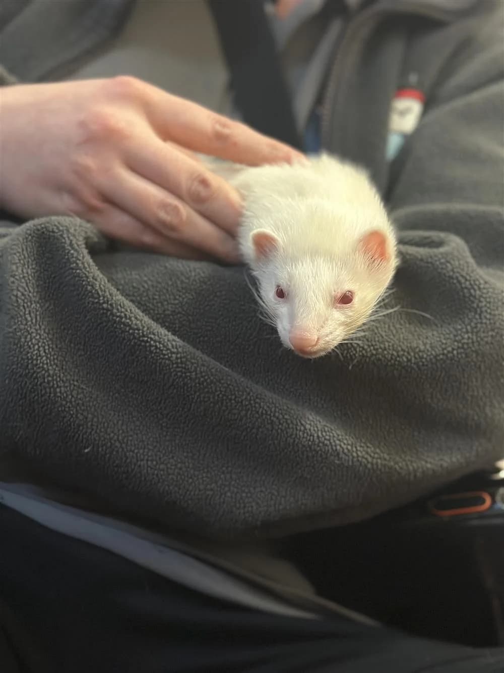 Goose, female 3yo mixed breed for adoption at Bristol Animal Rescue Centre, Bristol