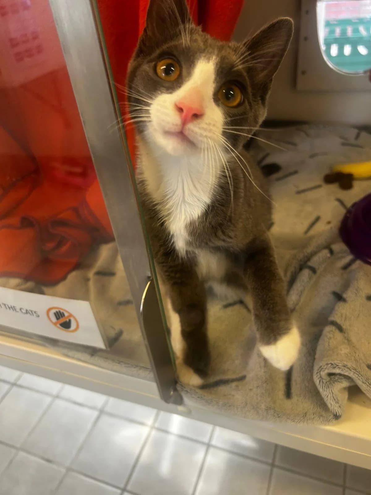 Greyson, male puppy Mixed Breed Cat for adoption at Bristol Animal Rescue Centre, Bristol