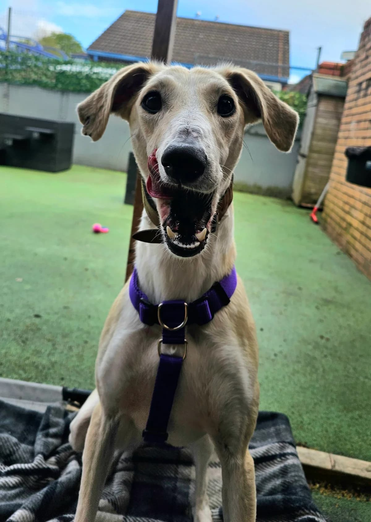 Heather, female young Lurcher for adoption at Bristol Animal Rescue Centre, Bristol
