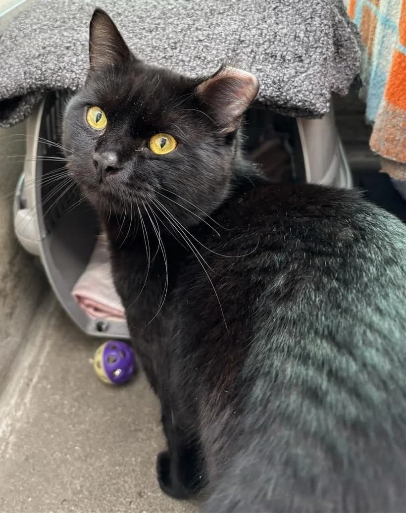Hector, Mixed Breed Cat (Bristol Animal Rescue Centre)