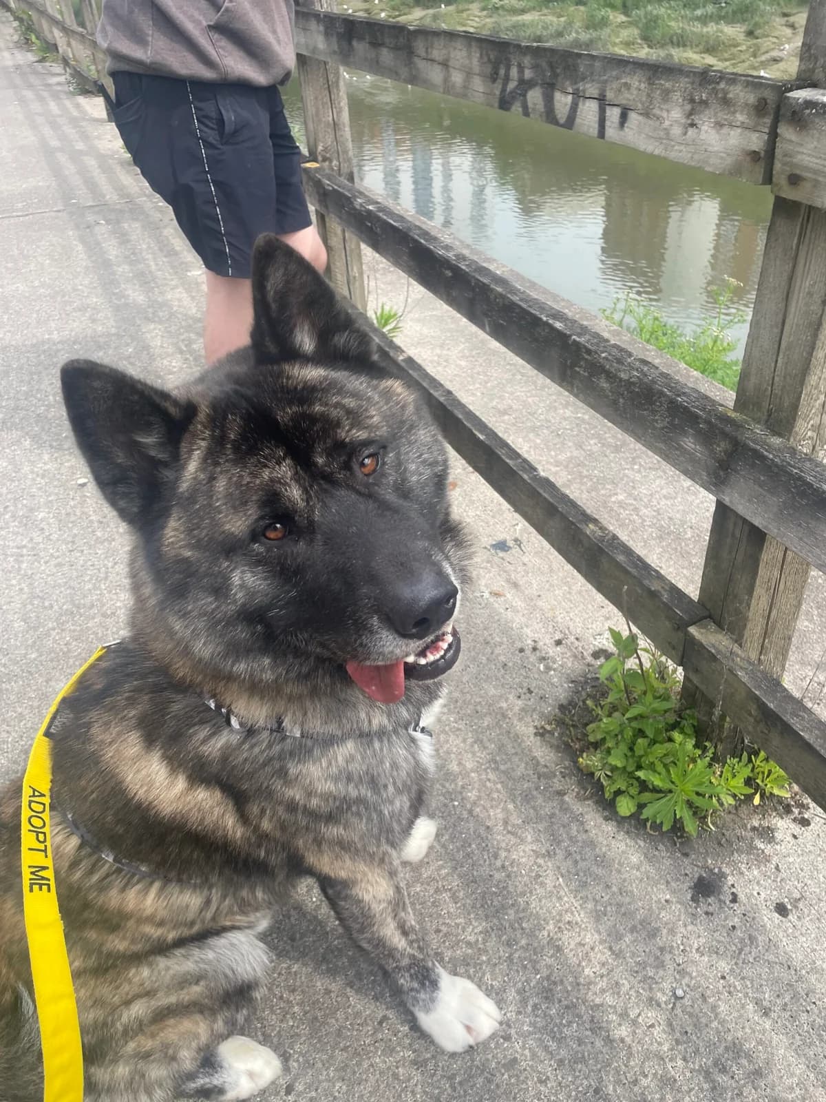 Hugh, male puppy Akita for adoption at Bristol Animal Rescue Centre, Bristol