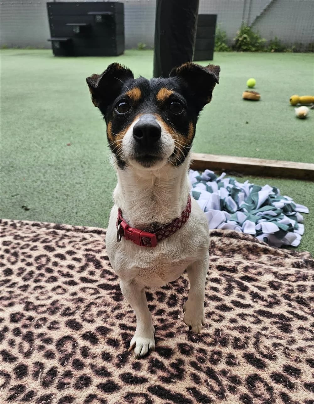 Ivy, female 7yo Jack Russell Terrier for adoption at Bristol Animal Rescue Centre, Bristol