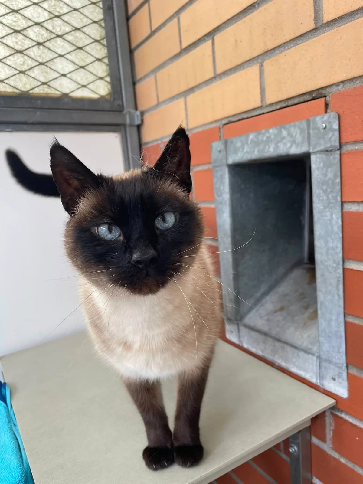 Kenny,  (Bristol Animal Rescue Centre)