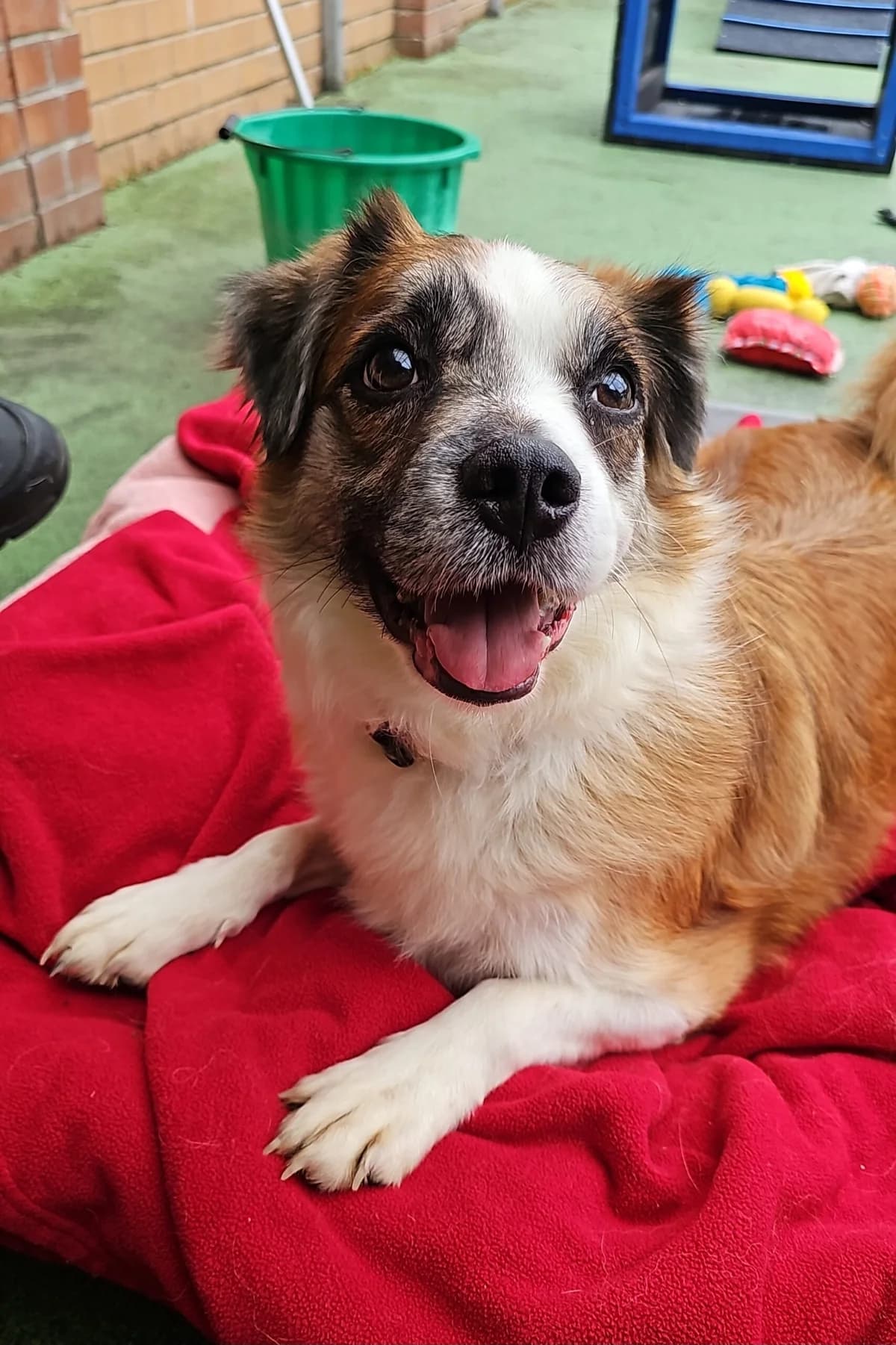 Koby, male 5yo Mixed Breed for adoption at Bristol Animal Rescue Centre, Bristol