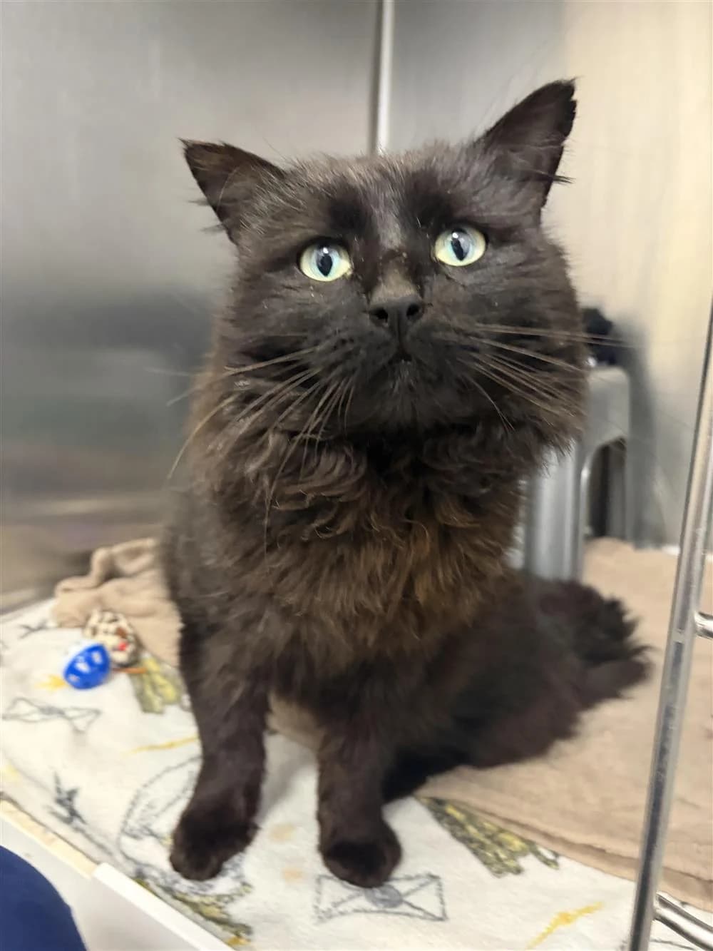 Leroy, male senior Mixed Breed Cat for adoption at Bristol Animal Rescue Centre, Bristol