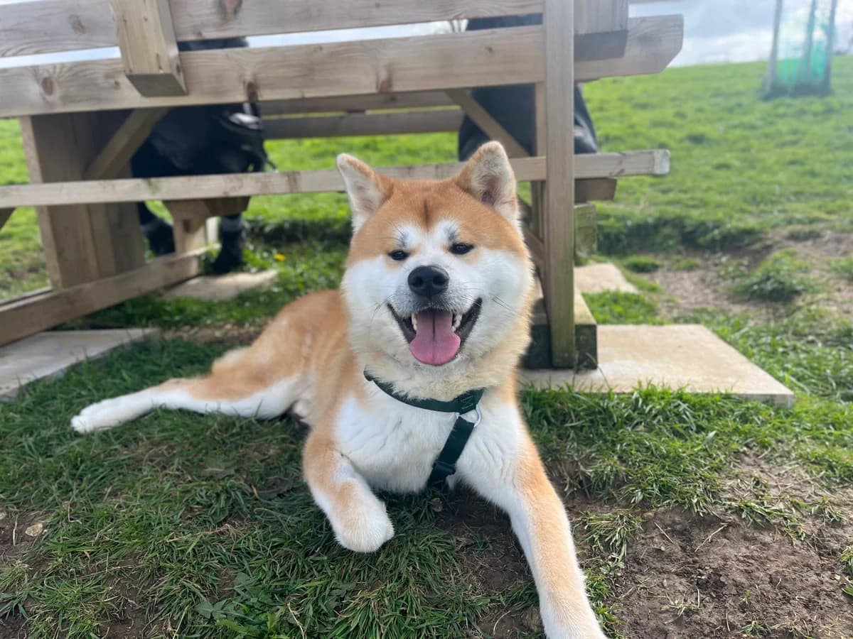 Loki, fawn male Akita for adoption at Bristol Animal Rescue Centre, Bristol — photo 2 of 32