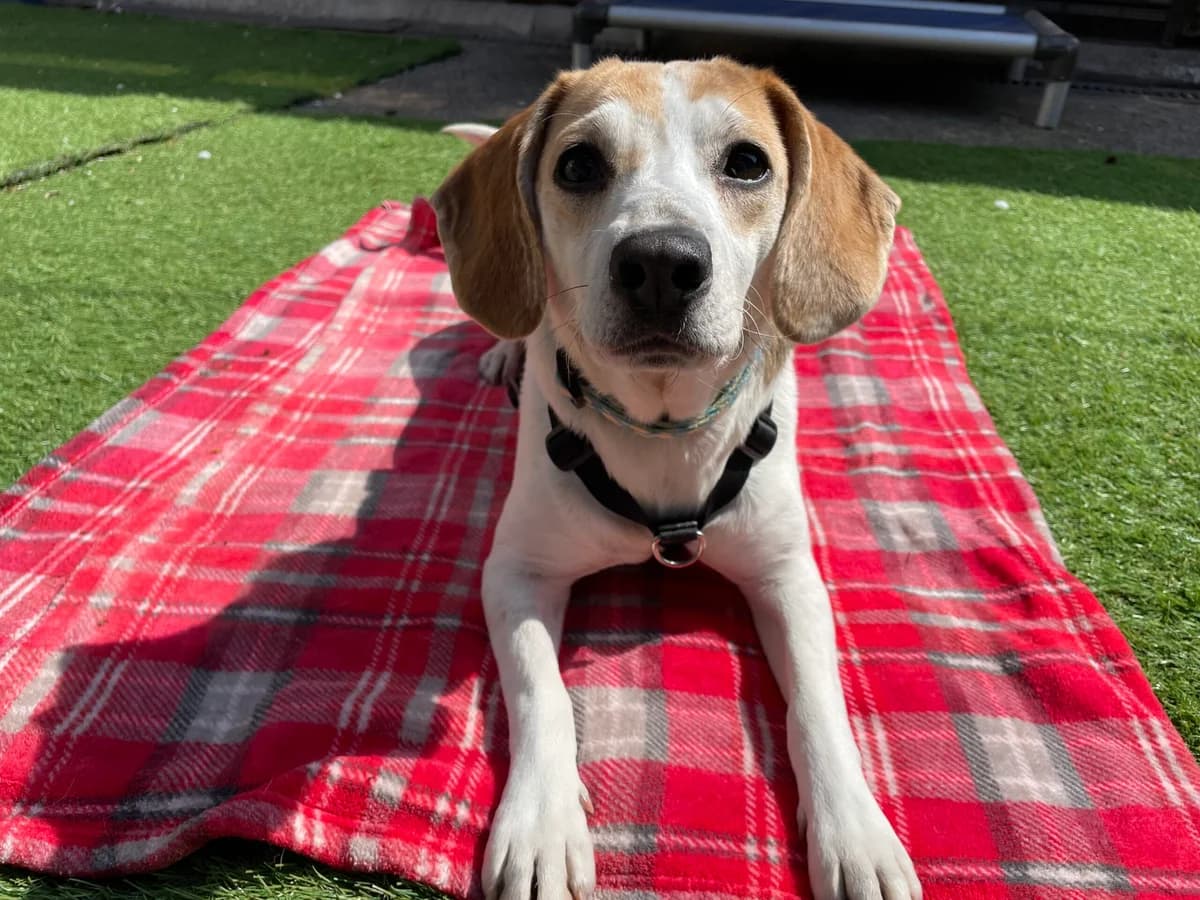 Lola, female 5yo Beagle for adoption at Bristol Animal Rescue Centre, Bristol