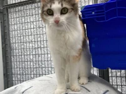 Maple, white female mixed breed for adoption at Bristol Animal Rescue Centre, Bristol — photo 2 of 29