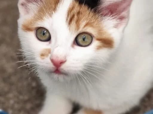 Maple, white female mixed breed for adoption at Bristol Animal Rescue Centre, Bristol — photo 3 of 29