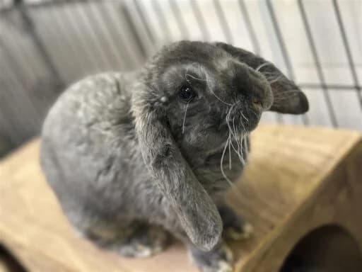 Maple, white female mixed breed for adoption at Bristol Animal Rescue Centre, Bristol — photo 6 of 29