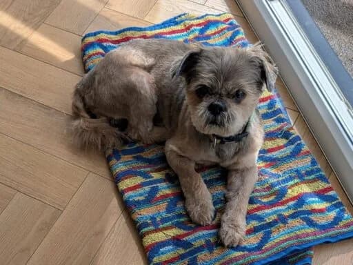 Maple, white female mixed breed for adoption at Bristol Animal Rescue Centre, Bristol — photo 7 of 29