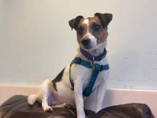 Maple, white female mixed breed for adoption at Bristol Animal Rescue Centre, Bristol — photo 8 of 29