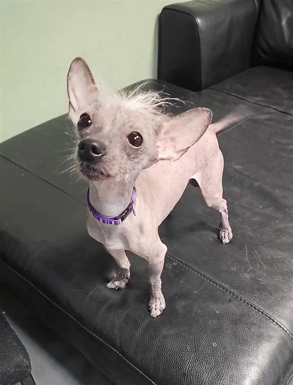 Master Shifu, male 3yo Chinese Crested for adoption at Bristol Animal Rescue Centre, Bristol