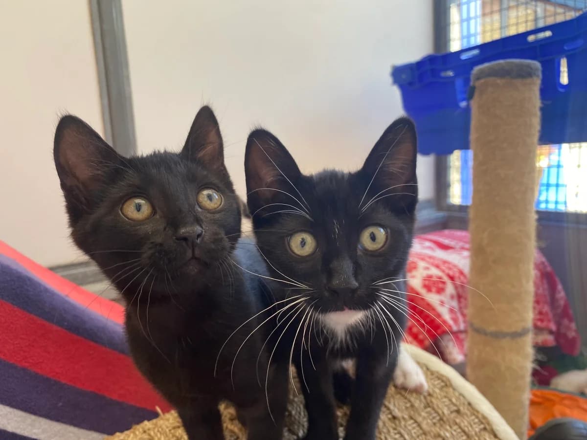 Millie & Beau, female puppy Mixed Breed Cat for adoption at Bristol Animal Rescue Centre, Bristol