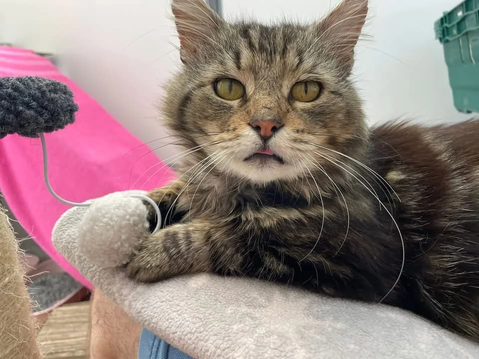 Morris,  (Bristol Animal Rescue Centre)