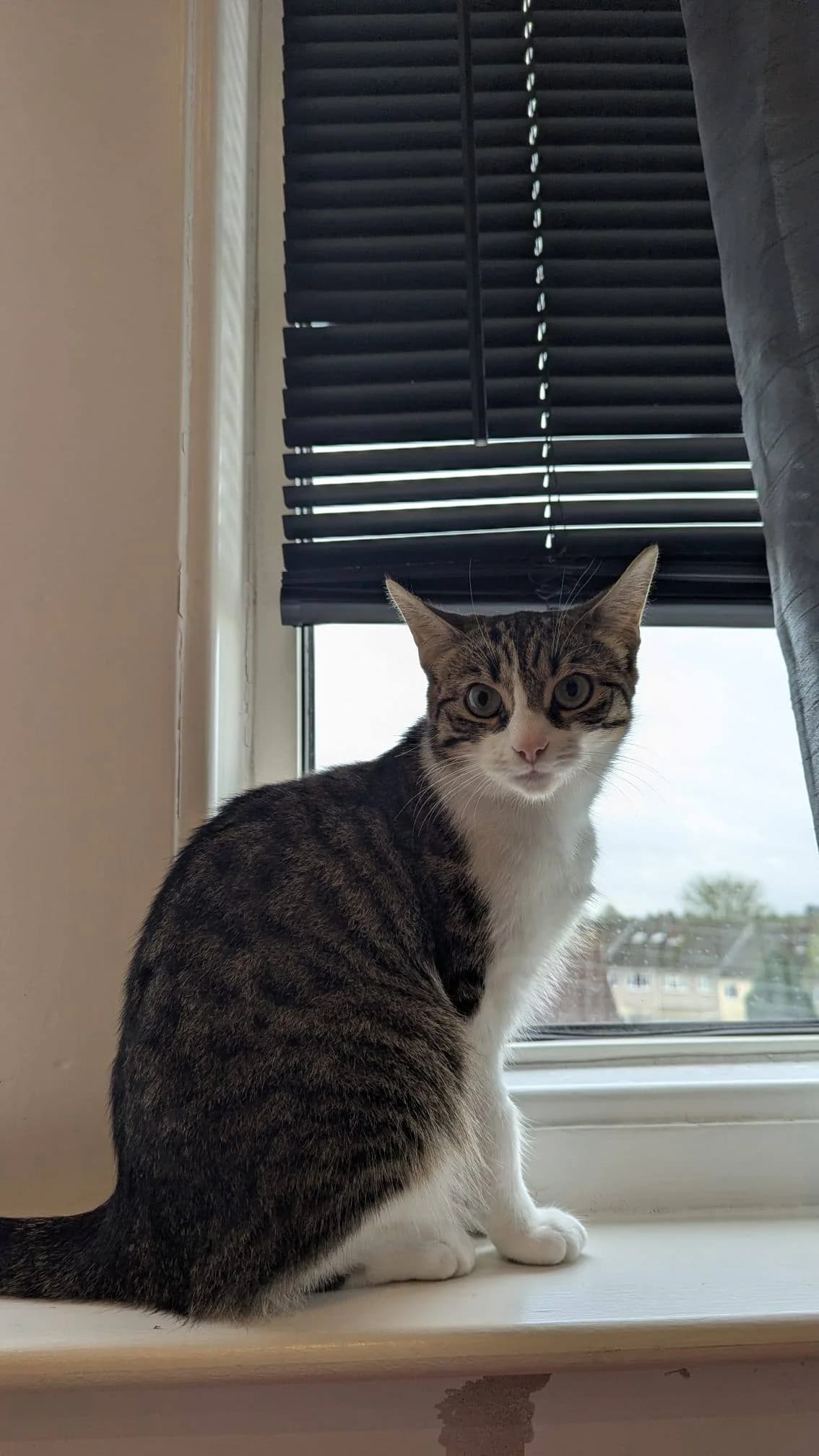 Nessie, female young Mixed Breed Cat for adoption at Bristol Animal Rescue Centre, Bristol