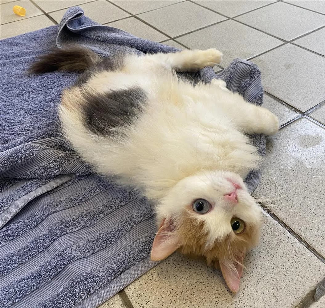 Peanut, female mixed breed for adoption at Bristol Animal Rescue Centre, Bristol