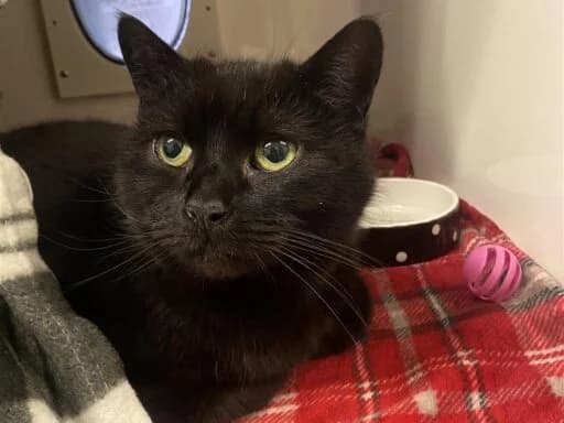 Peanut, female mixed breed for adoption at Bristol Animal Rescue Centre, Bristol — photo 2 of 23