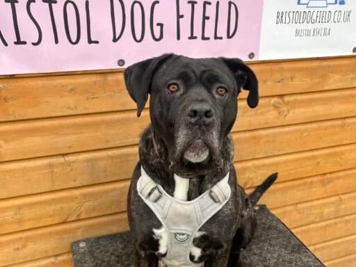 Peanut, female mixed breed for adoption at Bristol Animal Rescue Centre, Bristol — photo 5 of 23