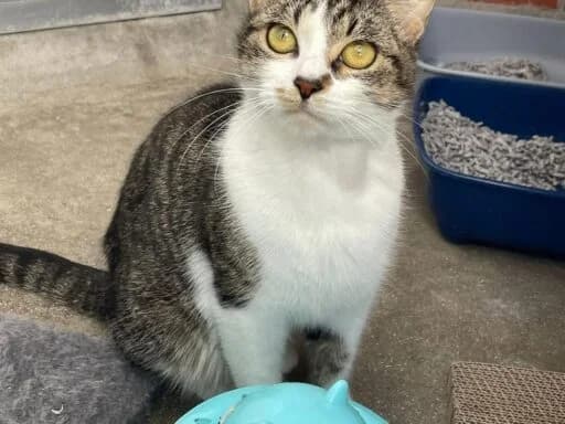 Peanut, female mixed breed for adoption at Bristol Animal Rescue Centre, Bristol — photo 6 of 23