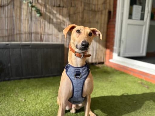 Peanut, female mixed breed for adoption at Bristol Animal Rescue Centre, Bristol — photo 8 of 23