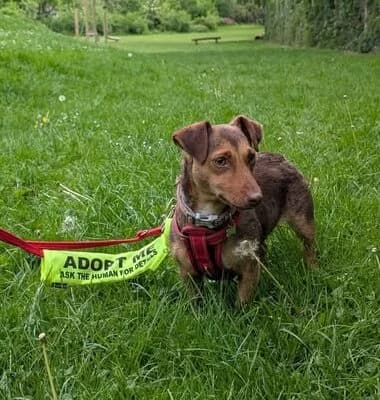 Phoebe, female puppy mixed breed for adoption at Bristol Animal Rescue Centre, Bristol