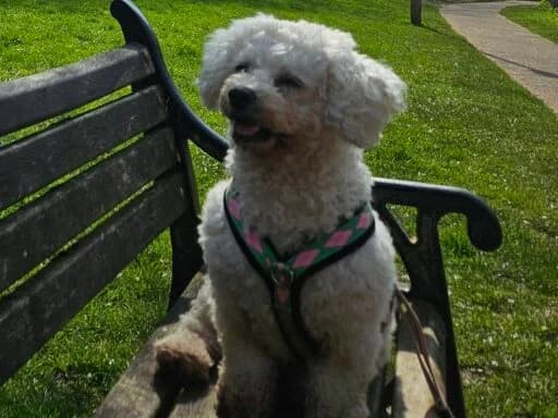 Phoebe, brown female mixed breed for adoption at Bristol Animal Rescue Centre, Bristol — photo 3 of 29