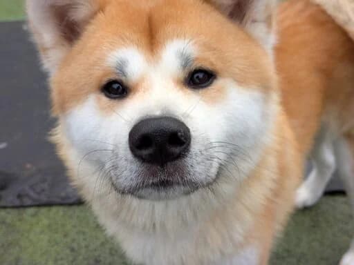 Phoebe, brown female mixed breed for adoption at Bristol Animal Rescue Centre, Bristol — photo 5 of 29