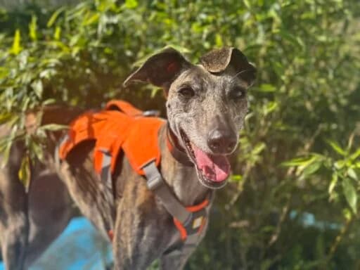 Phoebe, brown female mixed breed for adoption at Bristol Animal Rescue Centre, Bristol — photo 6 of 29