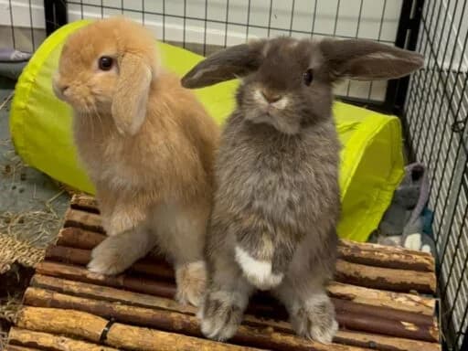 Phoebe, brown female mixed breed for adoption at Bristol Animal Rescue Centre, Bristol — photo 7 of 29
