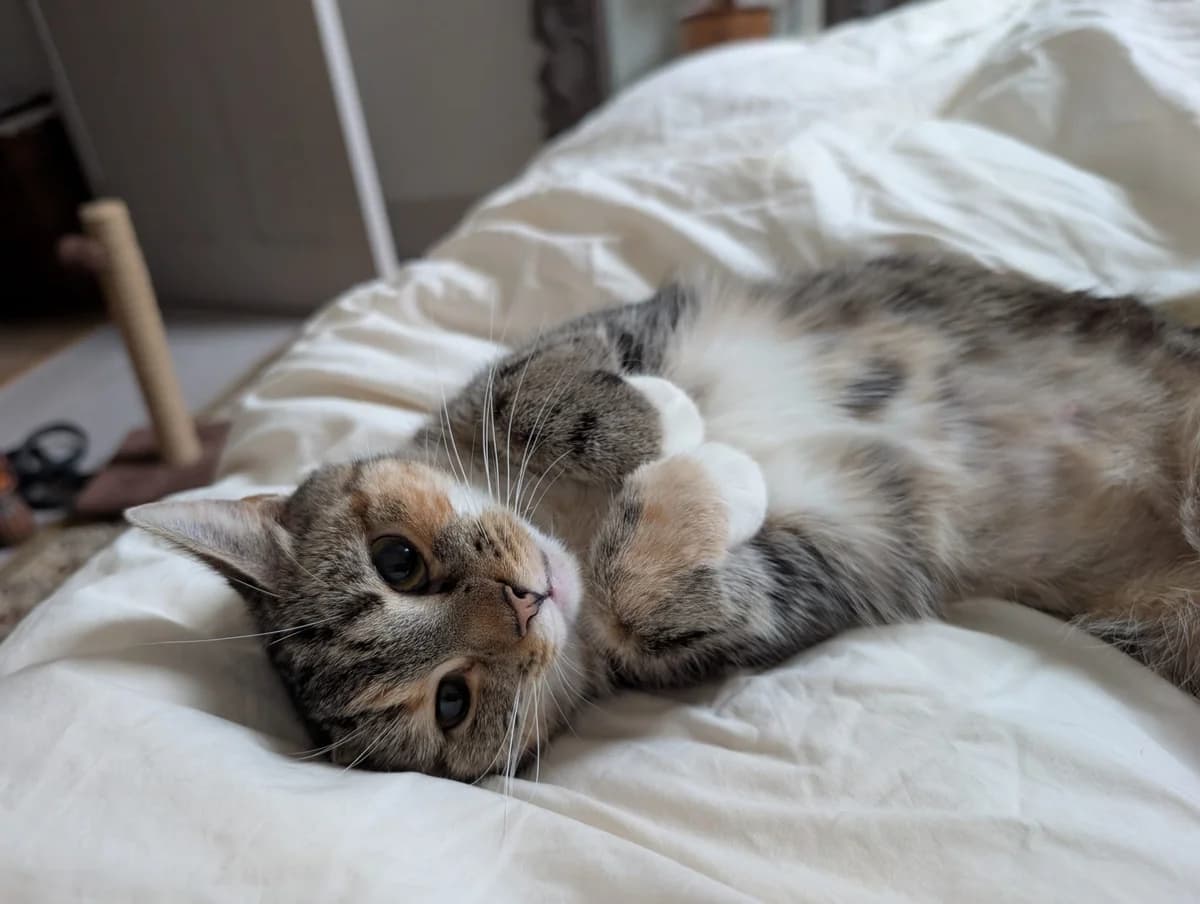 Posey, female young Mixed Breed Cat for adoption at Bristol Animal Rescue Centre, Bristol
