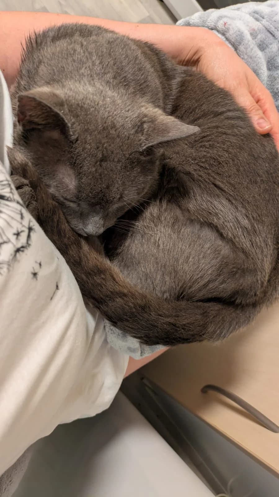 Sheba, male 4yo Mixed Breed Cat for adoption at Bristol Animal Rescue Centre, Bristol