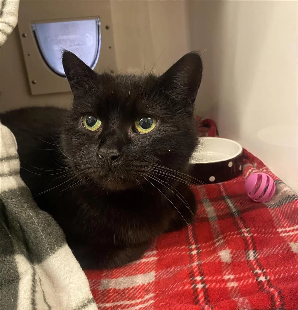 Sooty, female mixed breed for adoption at Bristol Animal Rescue Centre, Bristol