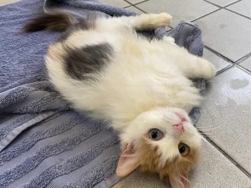 Sooty, female mixed breed for adoption at Bristol Animal Rescue Centre, Bristol — photo 2 of 23