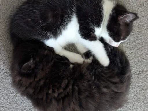 Sooty, female mixed breed for adoption at Bristol Animal Rescue Centre, Bristol — photo 3 of 23