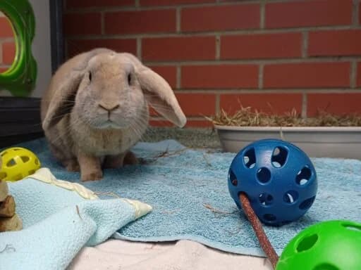 Sooty, female mixed breed for adoption at Bristol Animal Rescue Centre, Bristol — photo 8 of 23