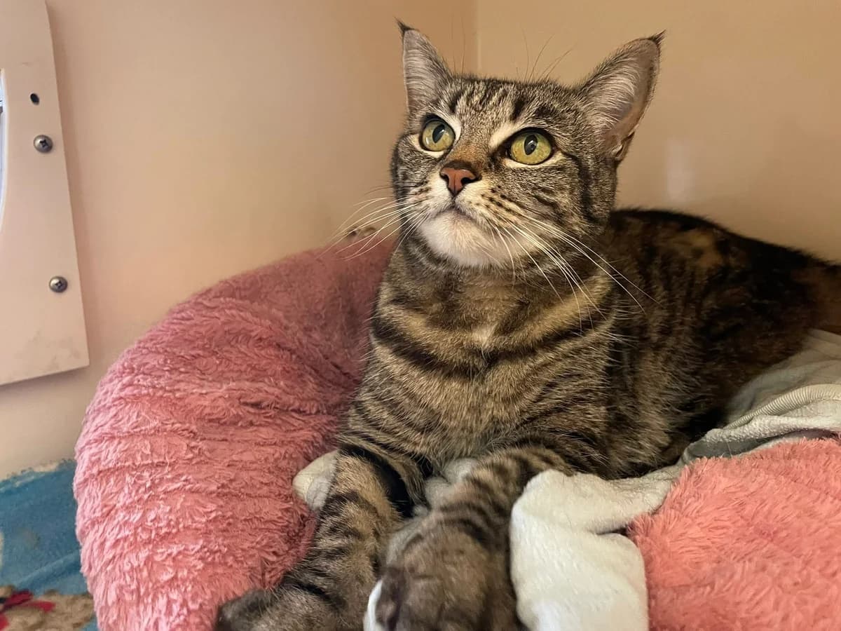 Tilly, female senior Mixed Breed Cat for adoption at Bristol Animal Rescue Centre, Bristol