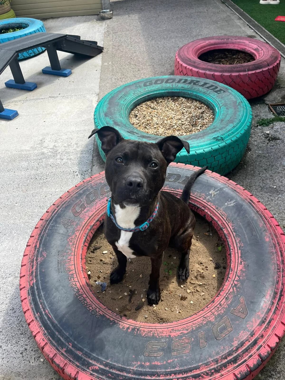 Tinka, female 4yo Staffordshire Bull Terrier for adoption at Bristol Animal Rescue Centre, Bristol