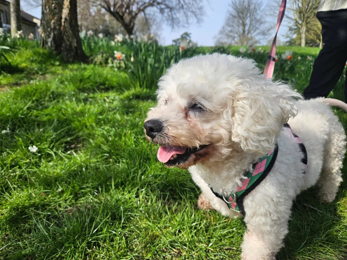Twinkle, cream  Mixed Breed for adoption at Bristol Animal Rescue Centre, Bristol — photo 3 of 32