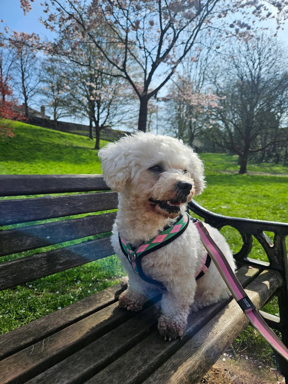 Twinkle, cream  Mixed Breed for adoption at Bristol Animal Rescue Centre, Bristol — photo 4 of 32