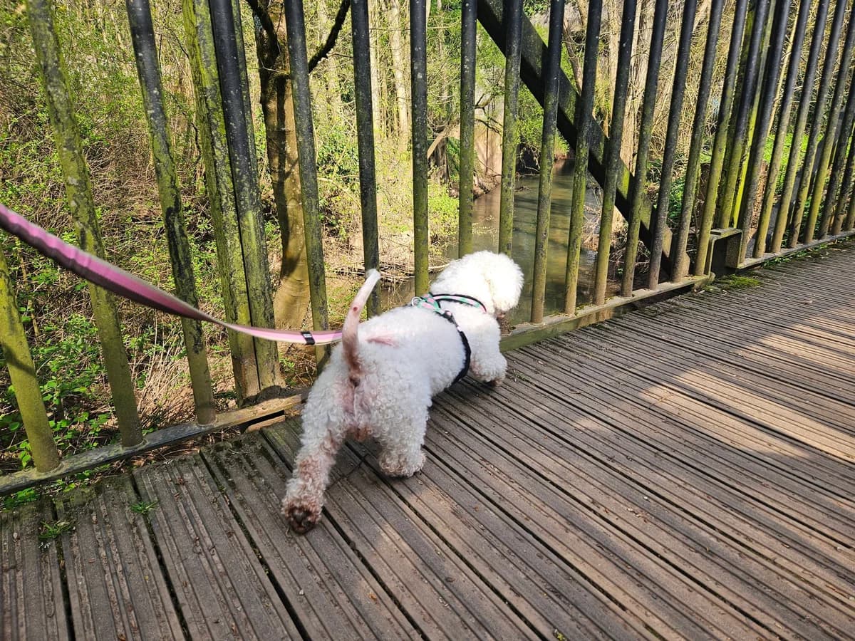 Twinkle, cream  Mixed Breed for adoption at Bristol Animal Rescue Centre, Bristol — photo 5 of 32