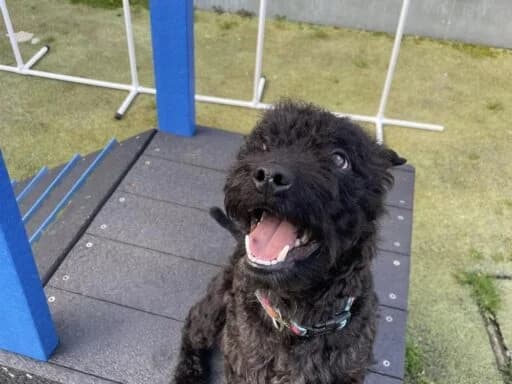 Twinkle, cream  Mixed Breed for adoption at Bristol Animal Rescue Centre, Bristol — photo 6 of 32