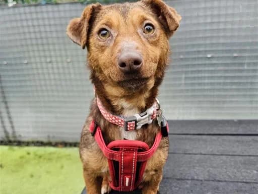 Twinkle, cream  Mixed Breed for adoption at Bristol Animal Rescue Centre, Bristol — photo 8 of 32