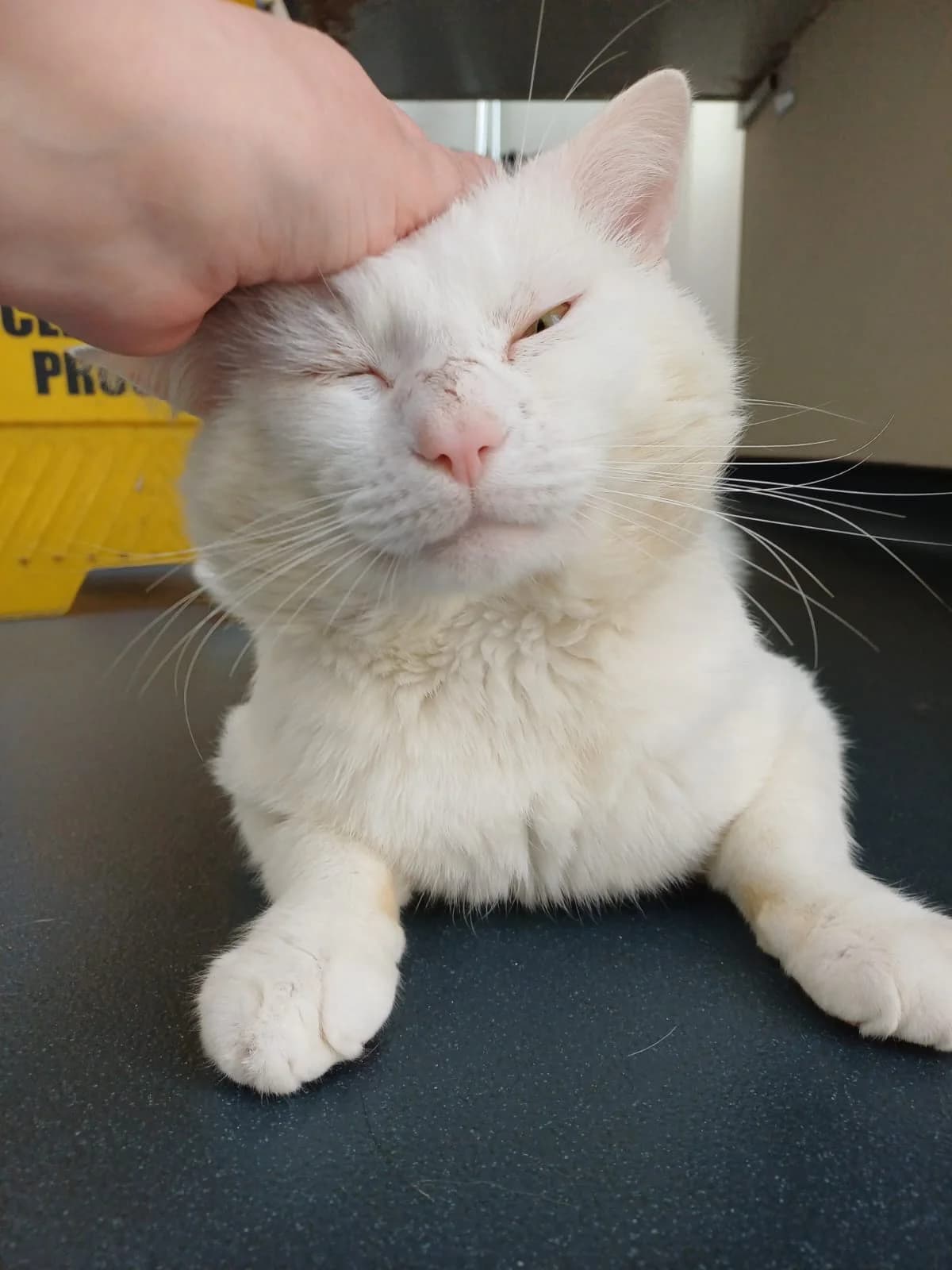 Van Gogh, male 4yo Mixed Breed Cat for adoption at Bristol Animal Rescue Centre, Bristol