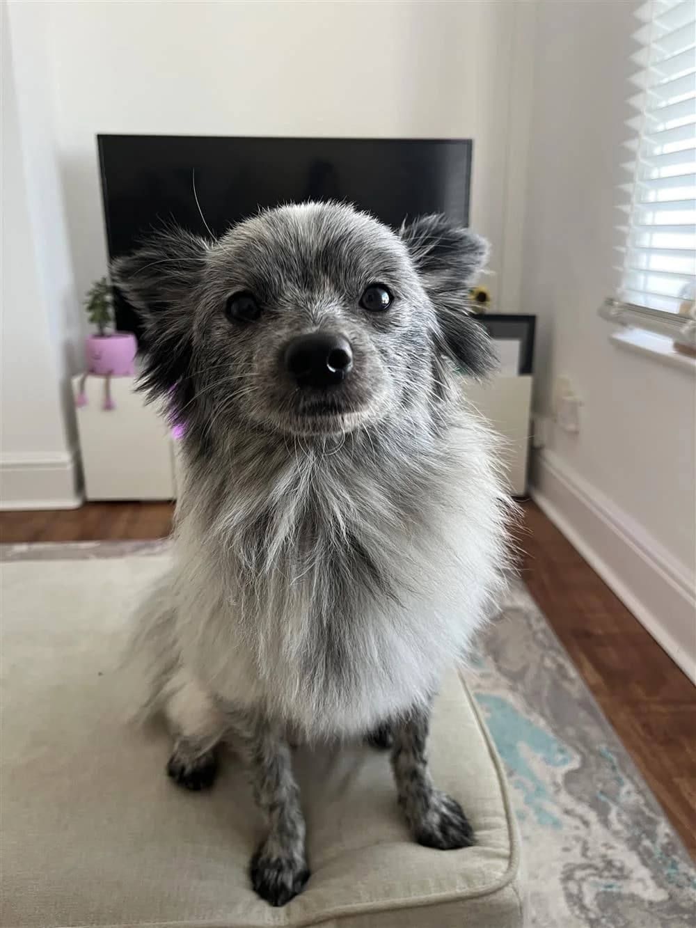 Wilfy, male puppy Pomeranian for adoption at Bristol Animal Rescue Centre, Bristol