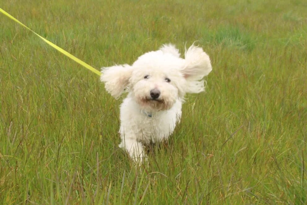 Alfie, male senior Bichon Frisé for adoption at Brysons Animal Refuge