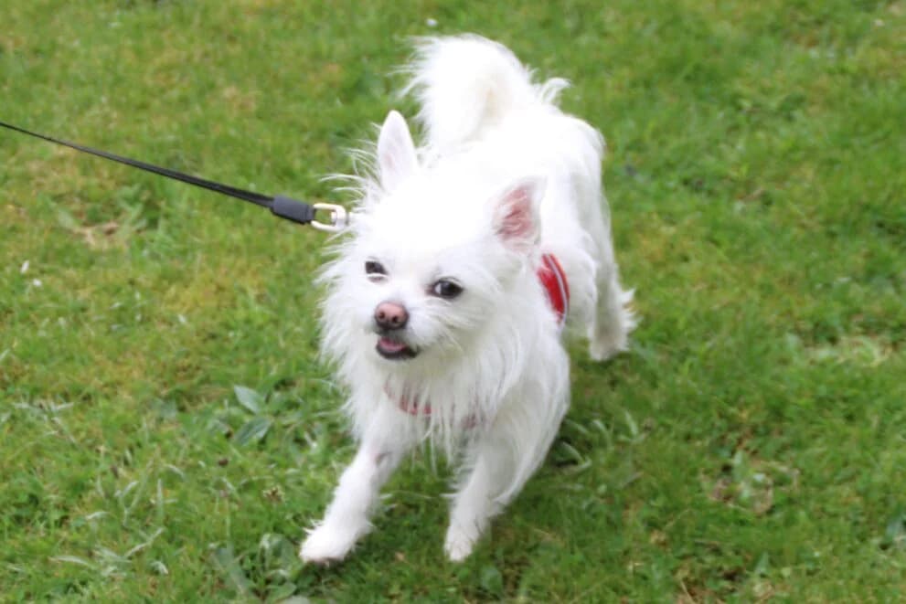 Benji, male Maltese for adoption at Brysons Animal Refuge
