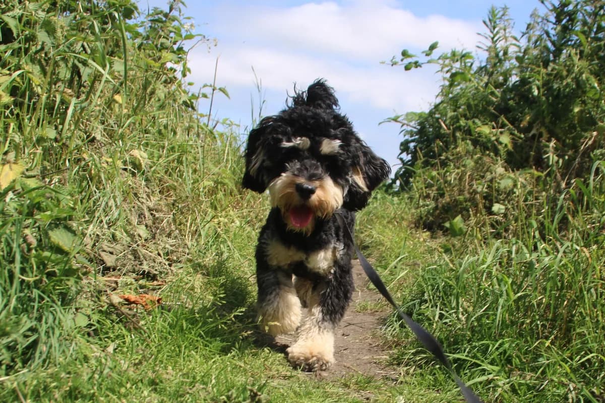 Benny, male young Cockapoo for adoption at Brysons Animal Refuge